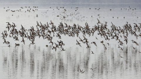 Observar aves en el itsmo de A Lanzada