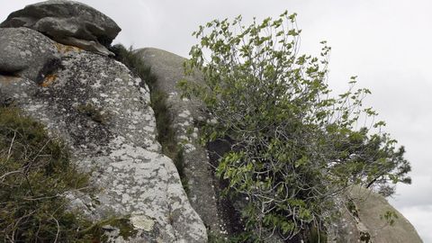 Subir el Siradella y buscar la Figueira do meco