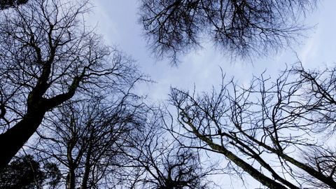 El parque de O Castriño para relajarse en medio de árboles muy cerca del centro de Vilagarcía