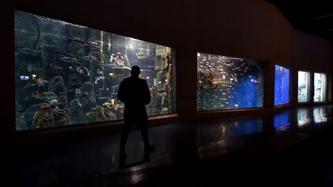 La nuevas estrellas del Aquarium. Los bebés pulpo que nacieron en estas tres semanas de semiconfinamiento son una de las sensaciones del Aquarium. Para visitarlo, al estar el aforo reducido al 30 %, hay reservar entrada. Un proceso sencillo a través de su web, que también es necesario en el Planetario y en los talleres de la Domus