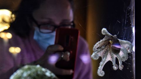Uno de los bebés pulpo que nacieron en el Aquarium de A Coruña en estas tres semanas de semiconfinamiento