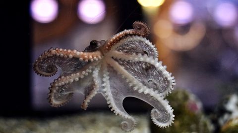 Uno de los bebés pulpo que pueden verse en el Aquarium Finisterrae, en A Coruña