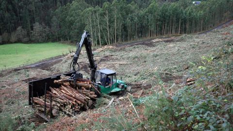 La actividad forestal ha ido en aumento últimamente en muchos municipios de Galicia