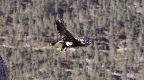 El águila real es una de las especies que perjudicaría el parque eólico, según la SGO