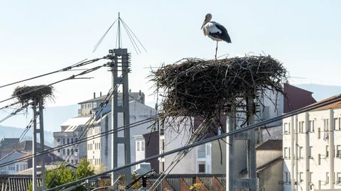Una cigüeña en un nido sobre una torre de catenarias en la estación ferroviaria de Monforte