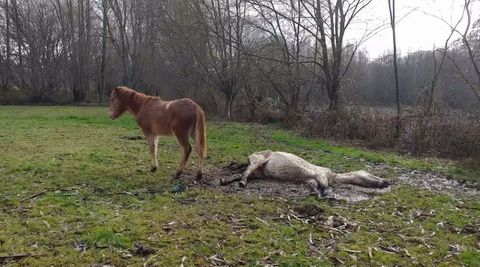 Uno de los animales estuvo varios días muerto en un prado