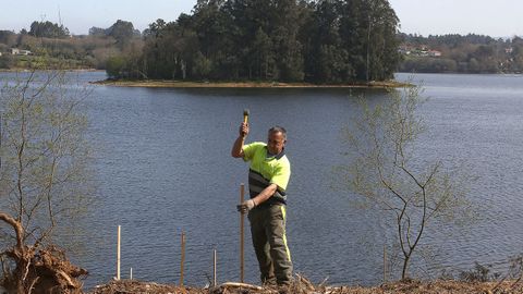 Un operario de Tragsa clava los tutores de madera para los árboles autóctonos recién plantados en el embalse de Abegondo-Cecebre
