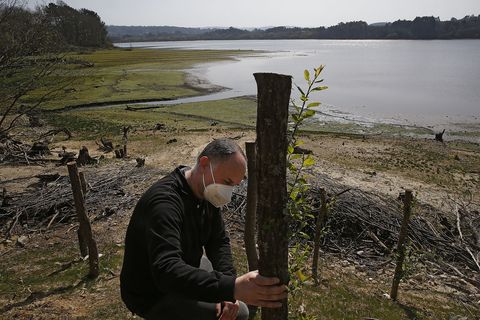 Miguel Fernández muestra el sistema de repoblación consistente en clavar en la tierra estacas procedentes de la poda de salgueiros. Ya se observan los primeros brotes