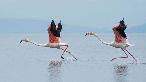 Laguna de Fuente de Piedra, en Málaga