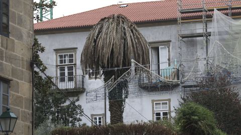 Palmera en el jardín del Arzobispado afectada por el picudo rojo
