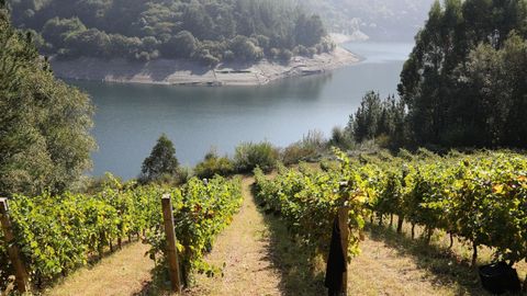 Terras de Burón: viñas junto al río Navia en Negueira de Muñiz