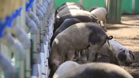 Lugo es la provincia con más criadores de porco celta