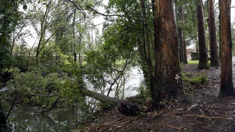 Chequeo en el paseo boirense del rio Coroño