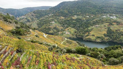La extensión y la complejidad del territorio hizo que la Unesco pidiese documentación adicional sobre la candidatura de la Ribeira Sacra. En la imagen, paisaje del Sil en la ribera de Amandi, en Sober