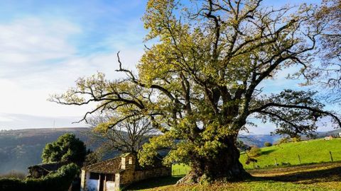 El carbayón de Valentín, en Tineo