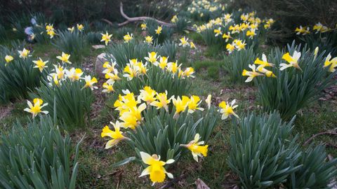 Hay cuatro especies de narcisos en la reserva