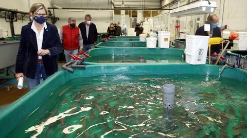 Rosa Quintana visitó las instalaciones del Clúster de Acuicultura en Ribeira