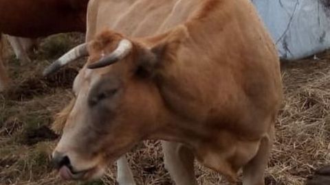 La vaca Estrela tiene tres años y está preñada de ocho meses