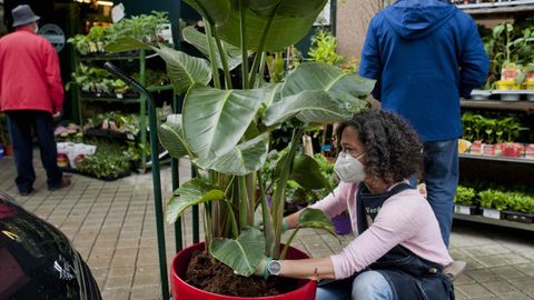 De la Puente destaca tendencias como los bulbos de floración para el verano o las dalias.