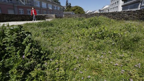 En algunos cubos es donde más crece la hierba