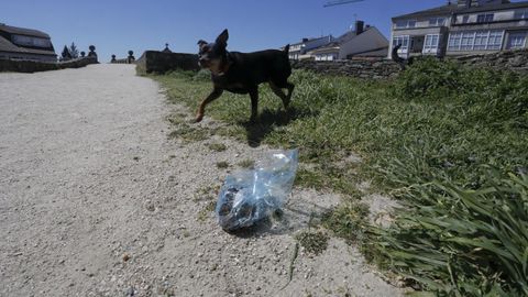 Un perro curiosea cerca de los excrementos dejados por otro can