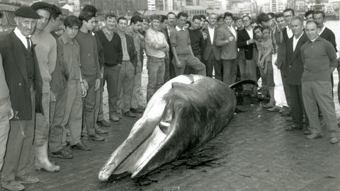 Imagen del cetáceo desembarcado en agosto de 1966 en el Muro coruñés. Veintiocho años antes, una ballena de seis metros emergió en la ría y fue muerta a tiros ante el fracaso de los métodos empleados para cazarla.