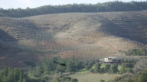 Viñedo acondicionado por la bodega Rectoral de Amandi en una ladera de Quiroga