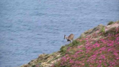 El corzo, regresando al mar por el acantilado