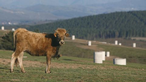 Una vaca pasta entre los soportes para los paneles solares del fallido huerto solar