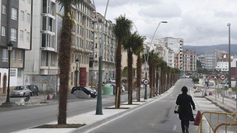 Árboles plantados en la mediana de la avenida de As Carolinas