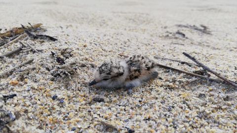 Primer polluelo de píllara de las dunas de este año en Galicia, en la playa de Baldaio, en Carballo