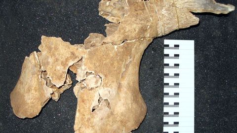 Huesos del cráneo de uno de los uros que se descubrieron en el 2010 en la cueva de Chan de Lindeiro y que desempeñan un importante papel en el proyecto científico