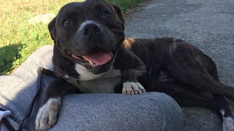 El animal está ahora en un centro de recuperación de conducta de Ferrol, ya que llegó a la protectora con traumas que impidieron que fuera adoptada