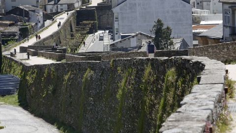La limpieza de las hierbas de la Muralla no se puede realizar entre mayo y agosto porque anidan los vencejos