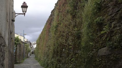 La limpieza de las hierbas de la Muralla no se puede realizar entre mayo y agosto porque anidan los vencejos