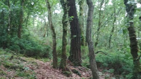 En terreno de la SAT Monte de Candedo hay diversa masa arbolada