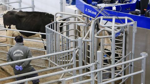 La Granxa Experimental do Leite tiene un robot de ordeño