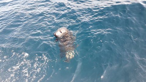 Cra de foca gris liberada en Asturias
