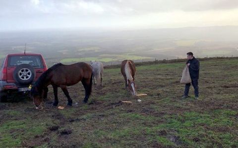 Xabier Paz dándole de comer a sus animales, en Vilapedre (Vilalba)