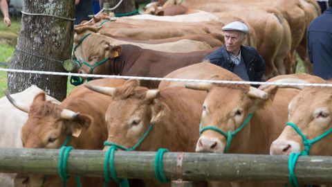 Municipios como Láncara destacan por su ganadería de carne, presente en una jornada anual de feria y de fiesta