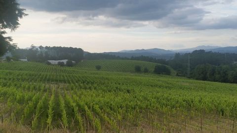 En la zona cercana a la frontera se produce vino con una albariño