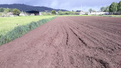En Silleda sembrados de zonas como Cervaña y Piñeiro sufrieron ya los daños del jabalí.