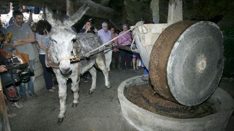 La exhibición de molienda de aceitunas al estilo tradicional es uno de los atractivos de la Mostra do Aceite de Quiroga