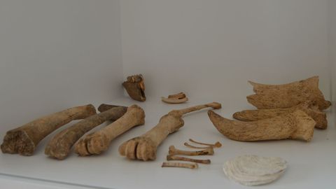 Restos de huesos hallados en la excavación del Mitreo de Lugo y que se exponen en el museo de la Domus