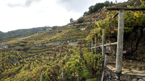 Viñas con lagares en la ribera chantadina de San Fiz