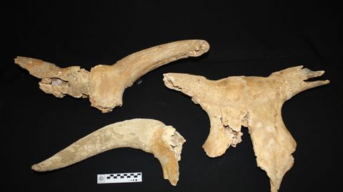 Los fósiles de los mamíferos de 9.000 años analizados en este estudio
