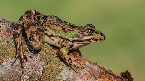 Rana verde (Pelophylax perezi)