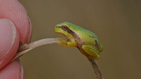 Rana de San Antón (Hyla molleri)