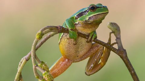 Rana de San Antón (Hyla molleri)