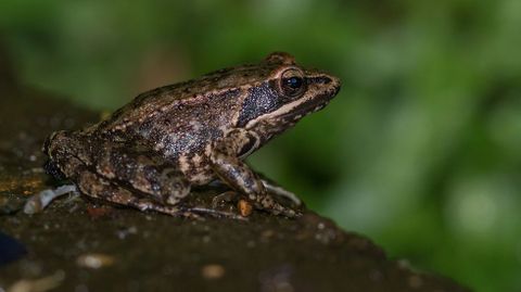 Rana patilarga (Rana iberica)